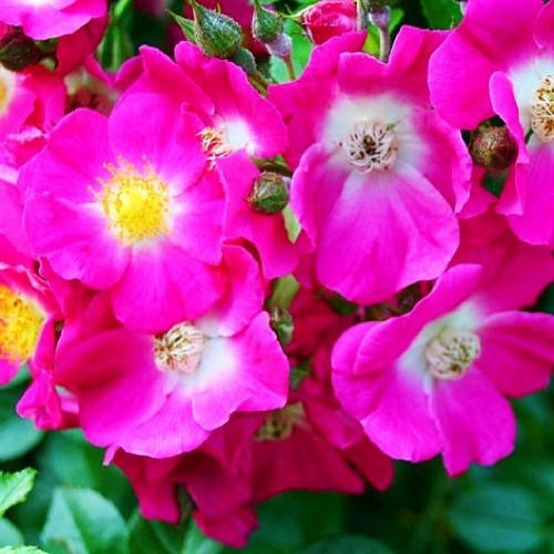 

Роза American Pillar (плетистая) (саженцы)