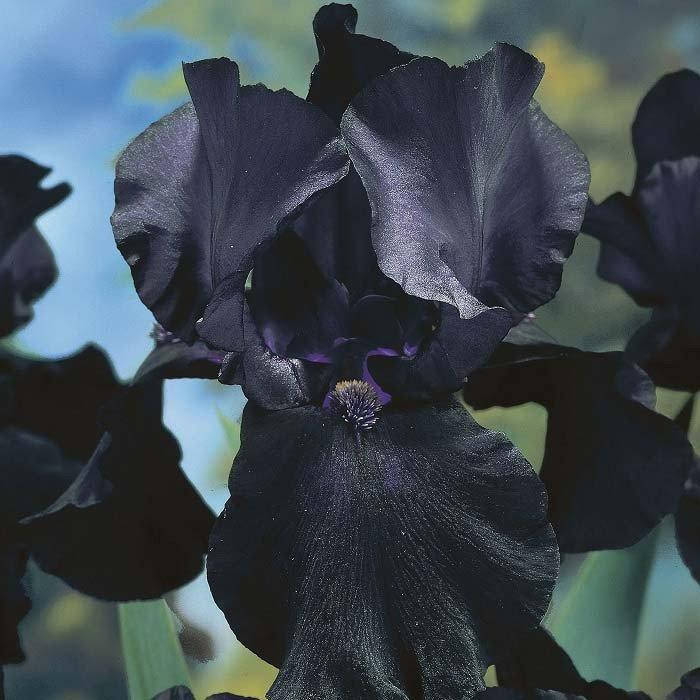 

Ирис Black Dragon (корневища)