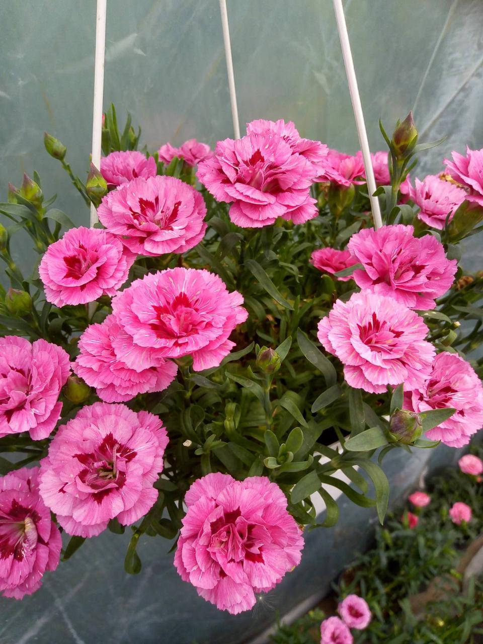 

Гвоздика Oscar Pink & Purple в горшке 0.4л