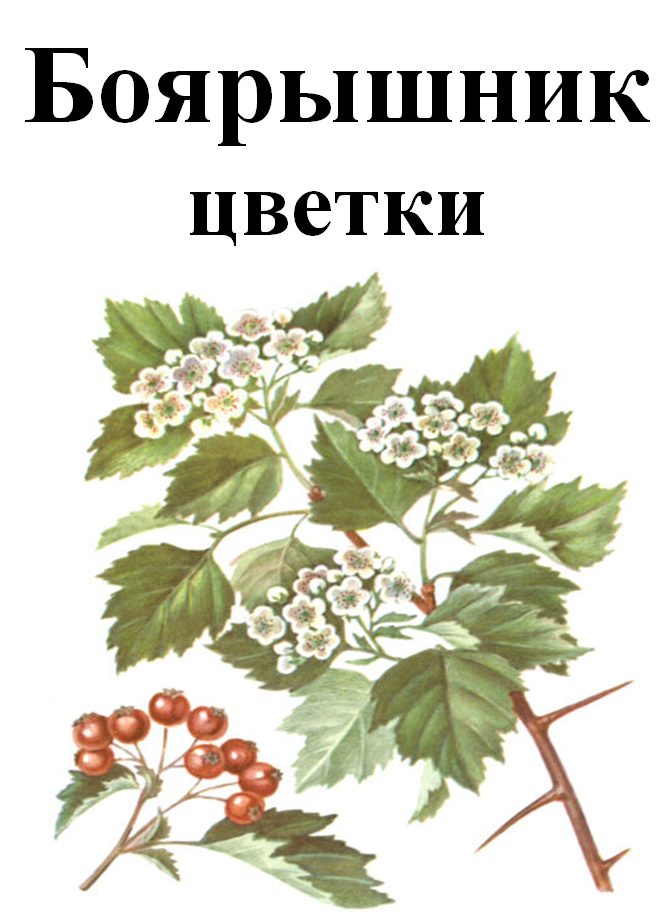 

Боярышник, цветки сушенные, 50 грамм