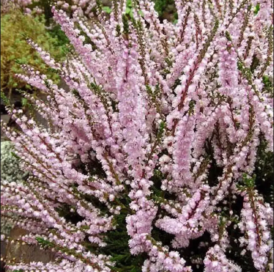 

ВЕРЕСК "ЛИБРА" (Calluna vulgaris 'Libra') / Саженцы (ЗКС)