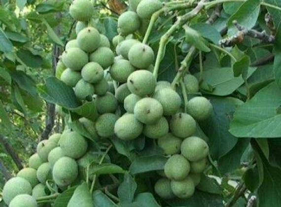 

Грецкий орех Идеал трехлетний