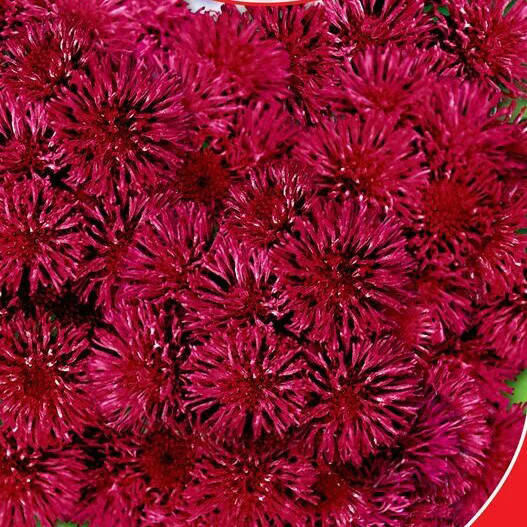 

Семена Цветы Агератум Голиаф красный 0,1г GL Seeds (1821), Бордовый