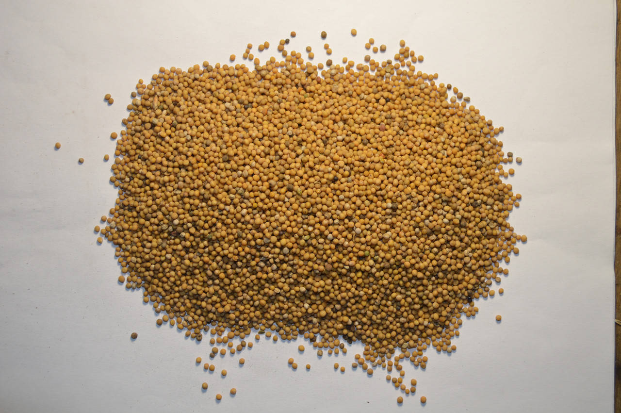 

Насіння гірчиці.