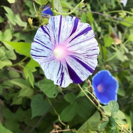 

Ипомея Арлекин, Ipomoea