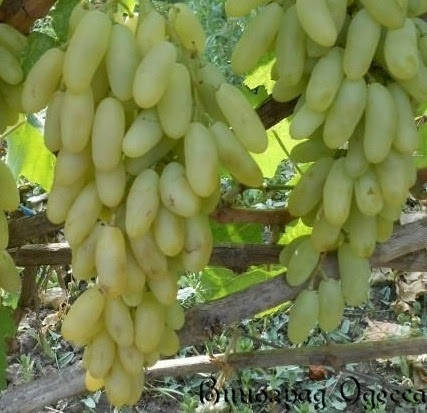 

Саженцы винограда МАЛЬЧИК СПАЛЬЧИК раннего срока созревания