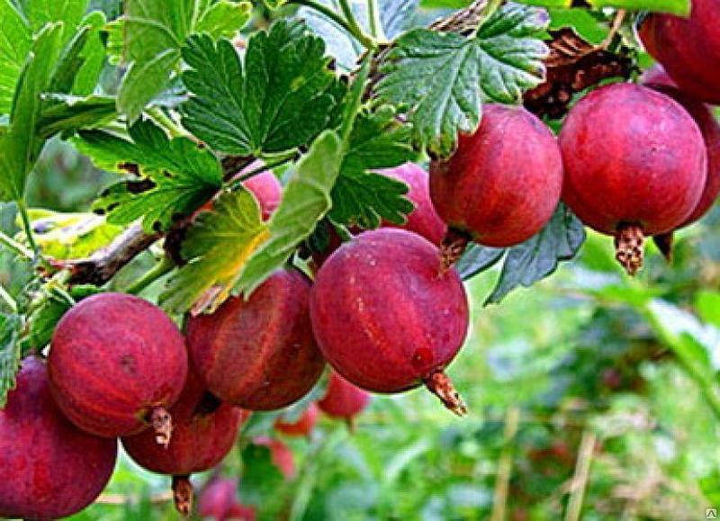 

Крыжовник Фламинго