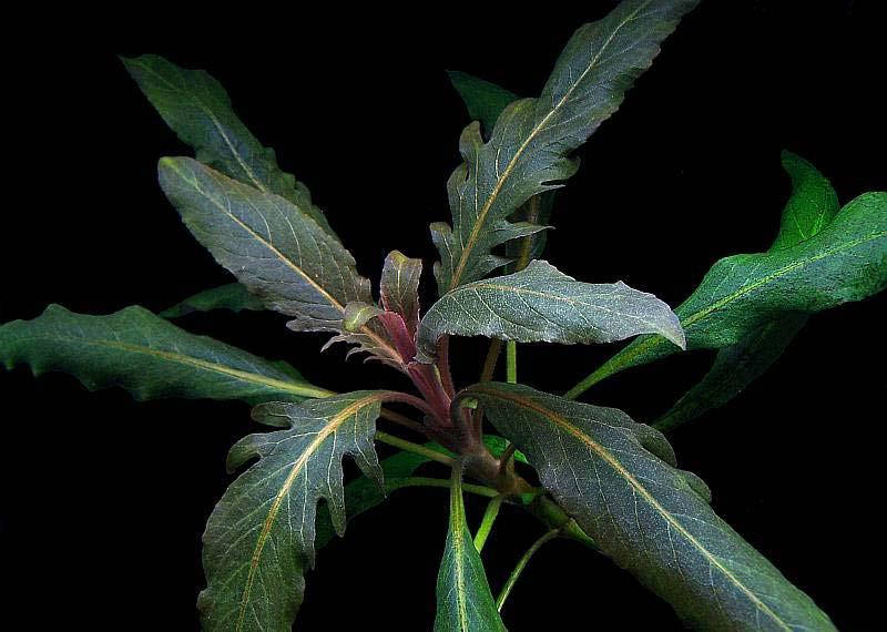 

Аквариумное растение Стаурогин бихар