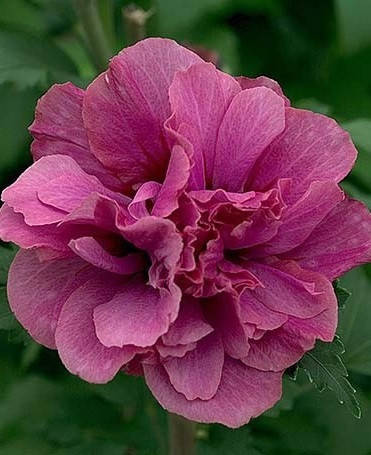 

Гибискус сирийский " Дюк Де Брабант" \ Hibiscus syriacus 'Duc de Brabant' ( саженцы 2 года)