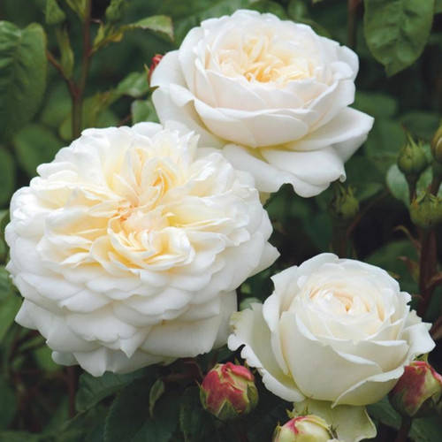 

Вайт Охара (White O'Hara)