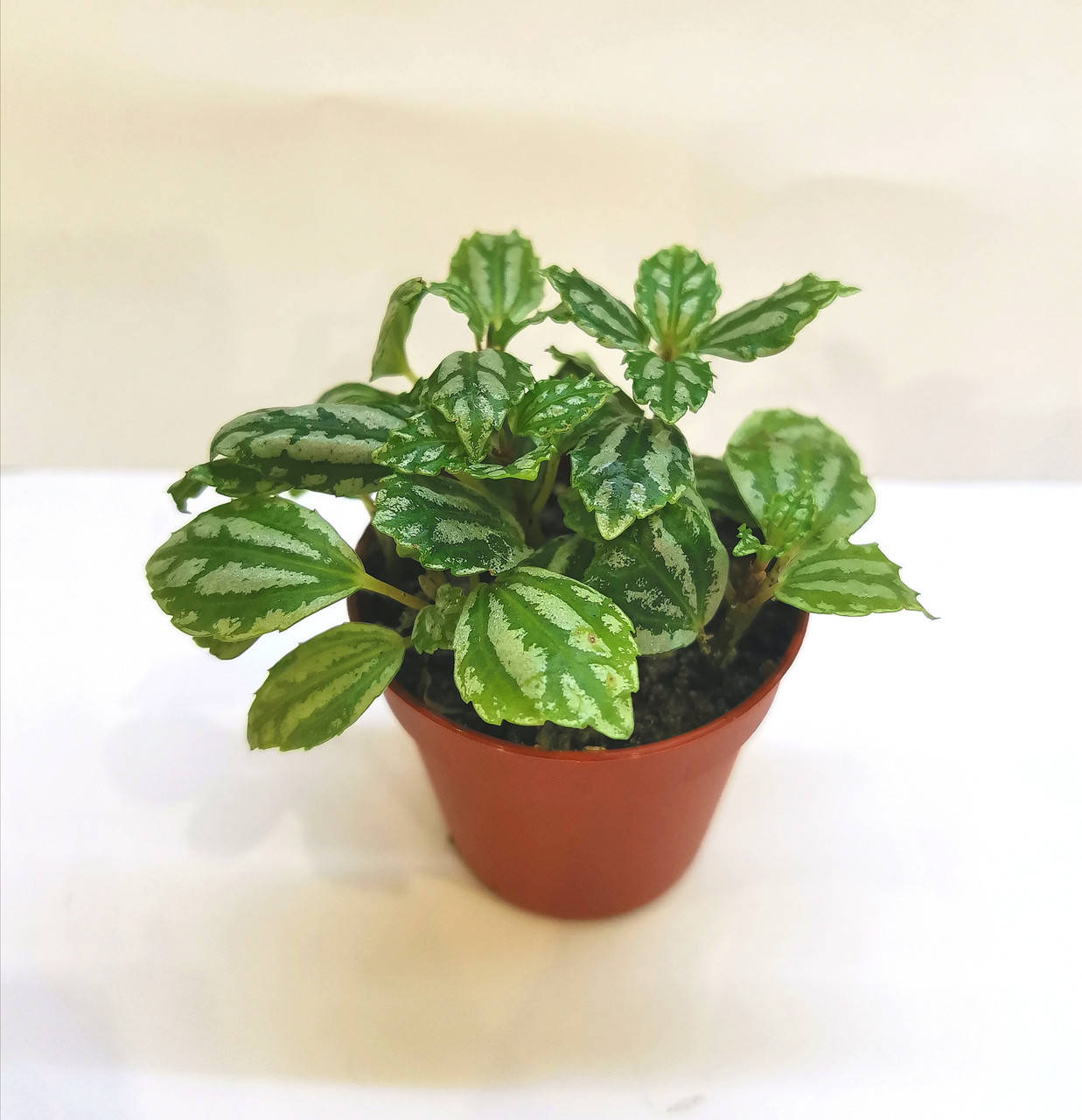 

Пилея Pilea cadierei Суккулент Комнатное растение