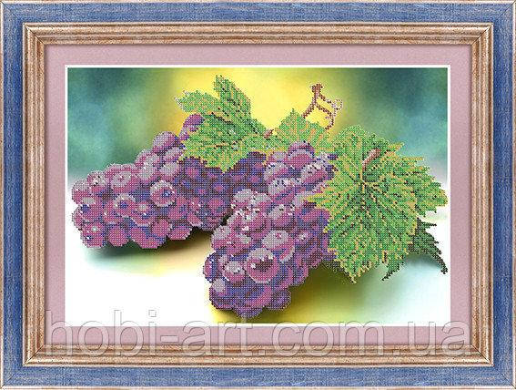 

Соковитий виноград ЧК-А3-70 Атлас