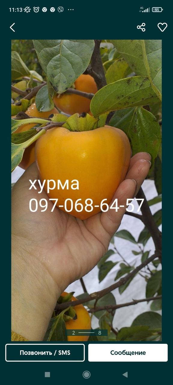 

Саженцы морозостойкой хурмы.