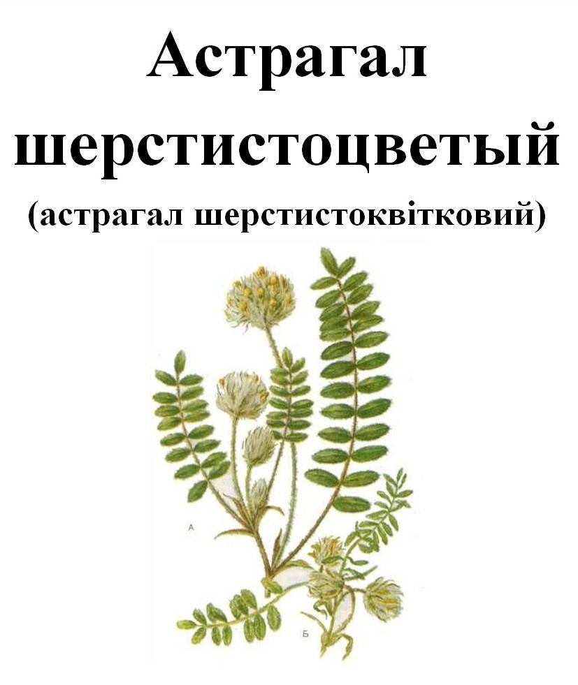 

Астрагал шерстистоцветый, трава сухая, 35 грамм