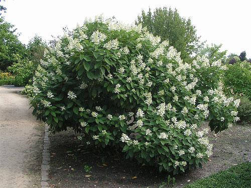

Гортензия метельчатая Киушу, Р9 / Hydrangea paniculata Kyushu