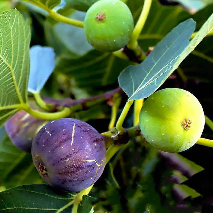 

Саженцы инжира Магарачский (Magarachsky) - самоплодный, ремонтантный, сладкий