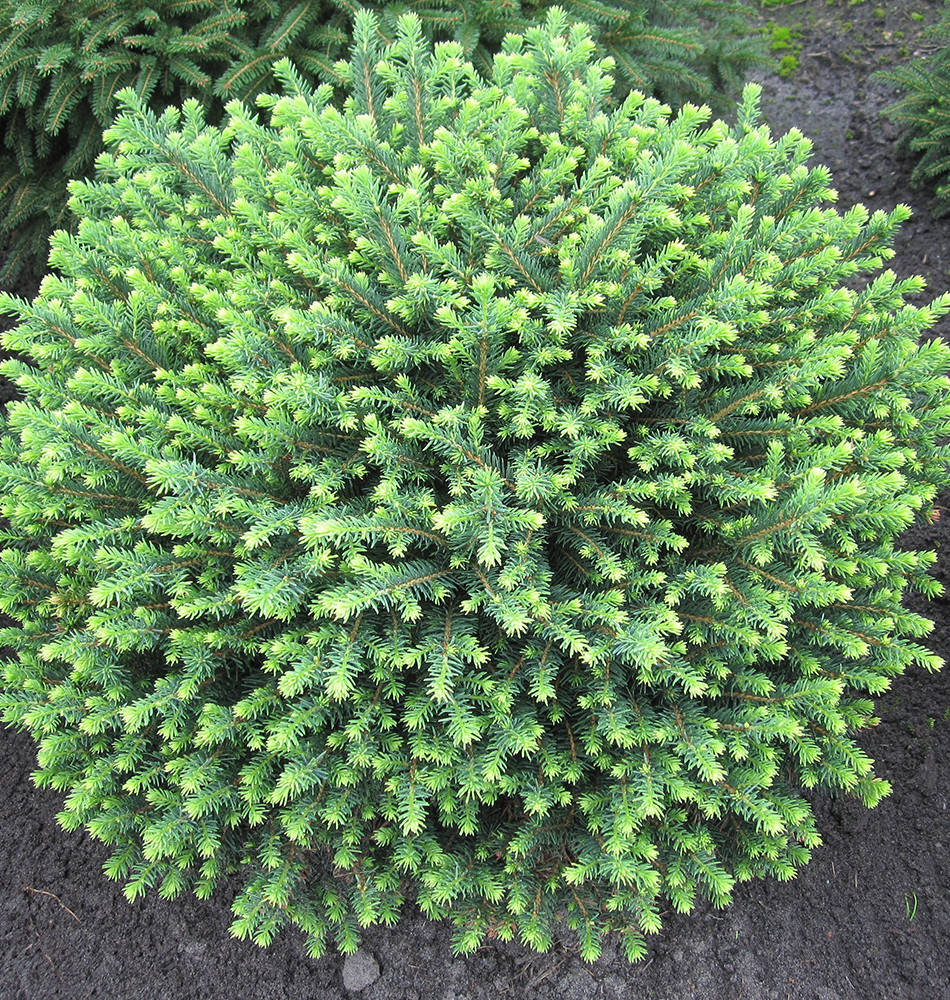 

Ялина сербська Karel 4 річна / Ель сербская Карел / Picea omorika Karel