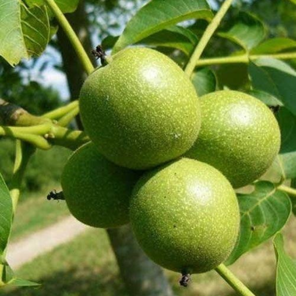 

Саженцы грецкого ореха «Буковинская Бомба» - 2-летний