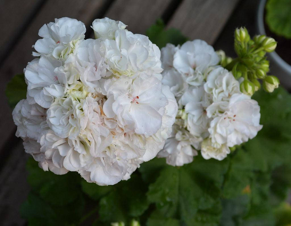 

ОЧ Madpearl White (254)