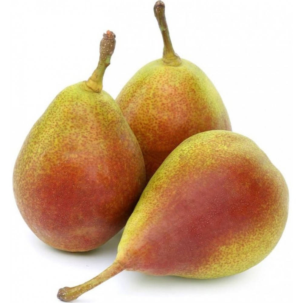 

Груша "Лесная красавица"