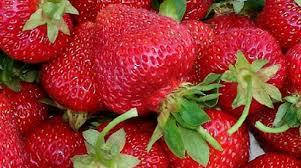 

"Монтерей" - саженцы клубники ремонтантной.