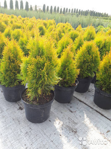 

Туя західна Gold Smaragd 20 см / Туя западная Голд Смарагд / Thuja Gold Smaragd