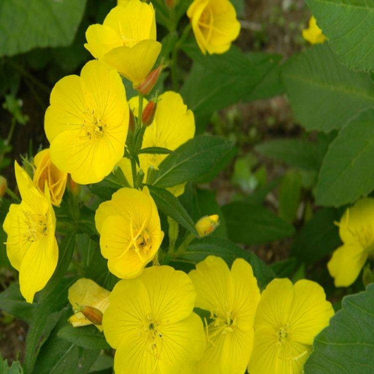 

Семена Энотера миссурийская желтая 0.1 г W.Legutko 6054, Желтый