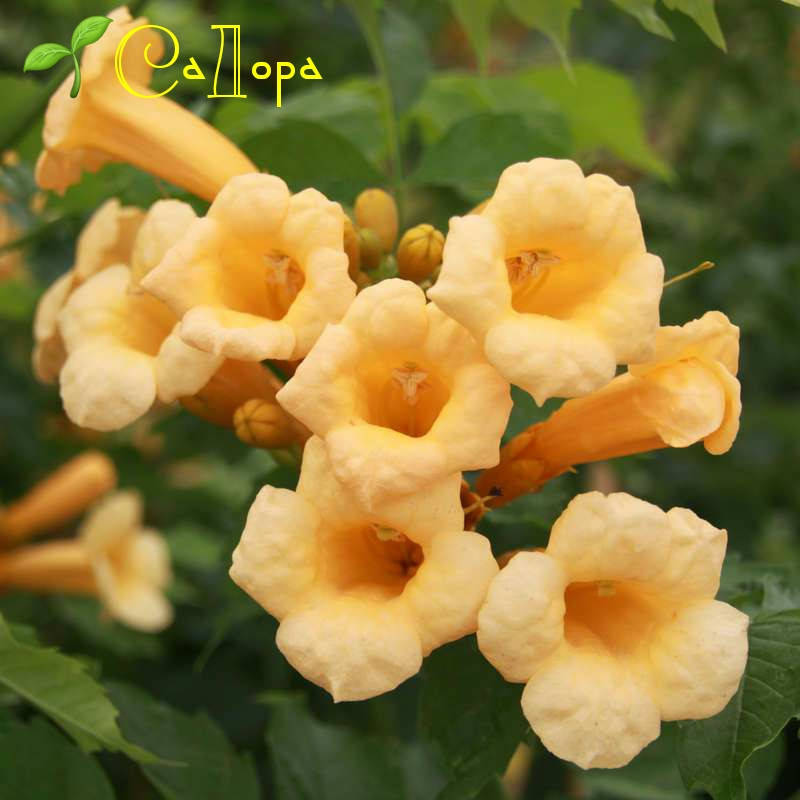 

Кампсис Йеллоу Перл (Yellow Pearl)