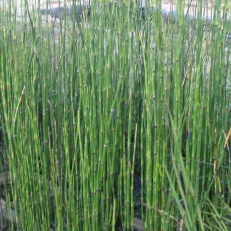 

Хвощ зимующий - Equisetum hyemale