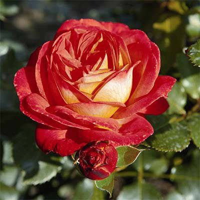 

Роза Midsummer (В середине лета)