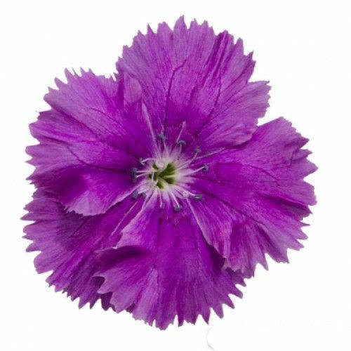 

Семена цветов Гвоздика китайская Диана F1 Блуберри (Diana F1 Blueberry) 10 шт PanAmerikan, Розовый