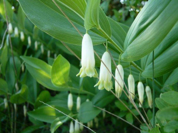 

Купена переменчивая (Polygonatum commutatum)