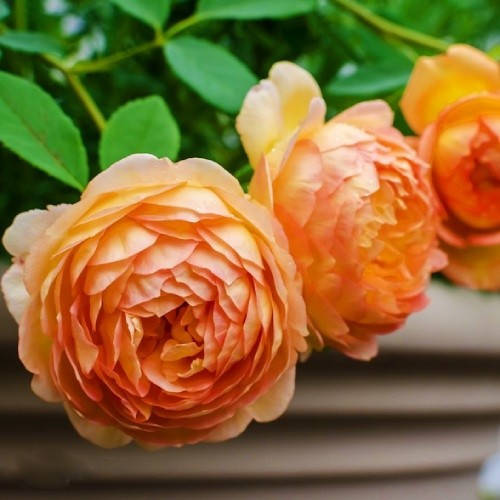 

Роза Lady of Shalott (саженцы)