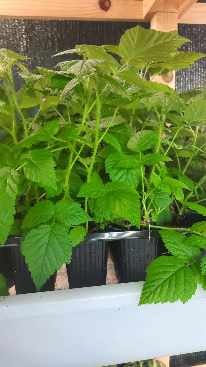 

Саженцы ранней малины сорт Мапема (ЗКС) Саджанці ранньої малини сорт Мапема