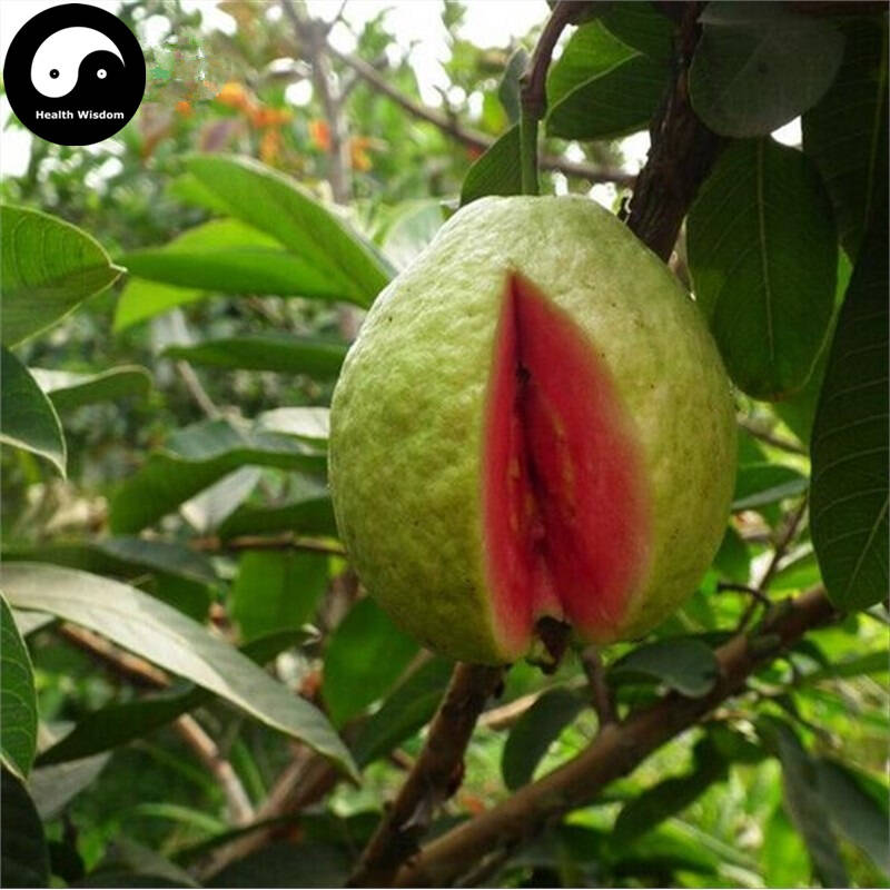

Гуава красная ( Psidium )