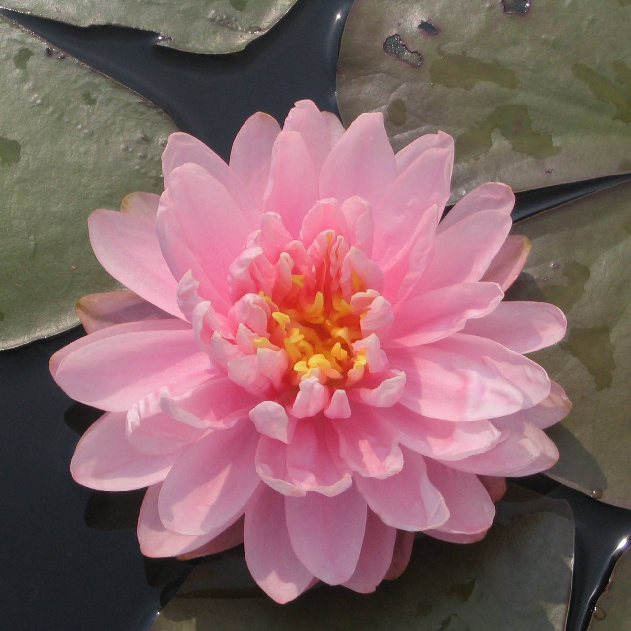 

Нимфея "Лили Понс" - Nymphaea "Lily Pons"