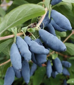 

Саджанці жимолості їстівної "Богучарська"