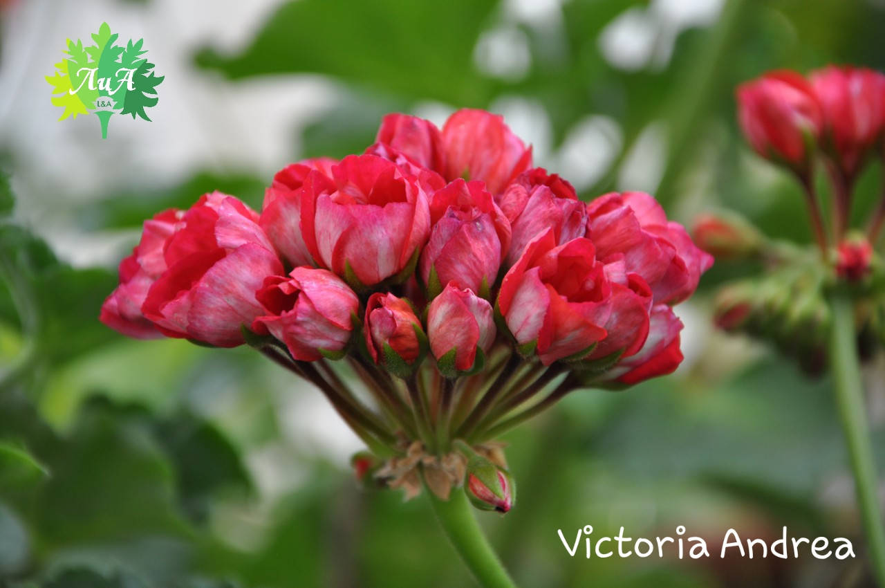 

Пеларгония зональная "Victoria Andrea" (№49)