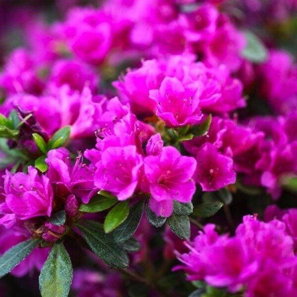 

Рододендрон Geisha Purple (саженцы)