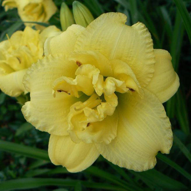 

Лилейник Cabbage Flower (саженцы)