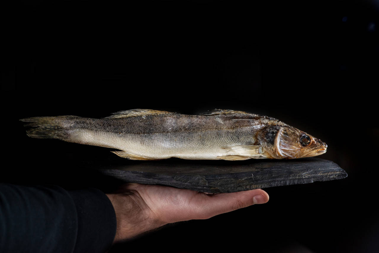 

Судак в'ялений потрошений (без нутрощів)