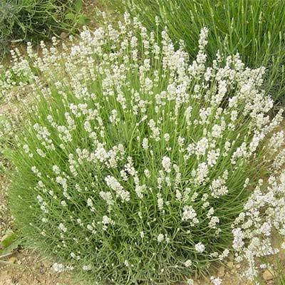 

Лаванда Alba (саженцы)