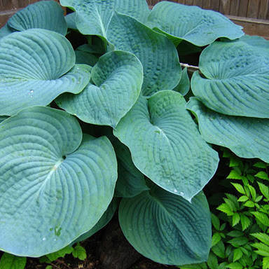

Хоста Зибольда елеганс, Hosta Sieboldiana Elegans