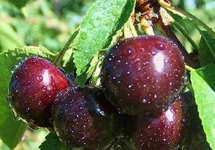 

Черешня Василиса