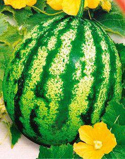 

Семена арбуза Княжич