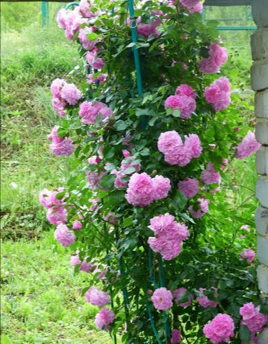 

Роза мускусная Rose Lavender Lassie (Роза "Лавендер Лэсси")