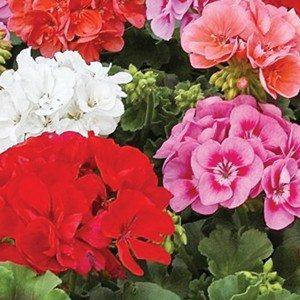 

Пеларгония зональная бордо, Pelargonium zonale, Бордовый