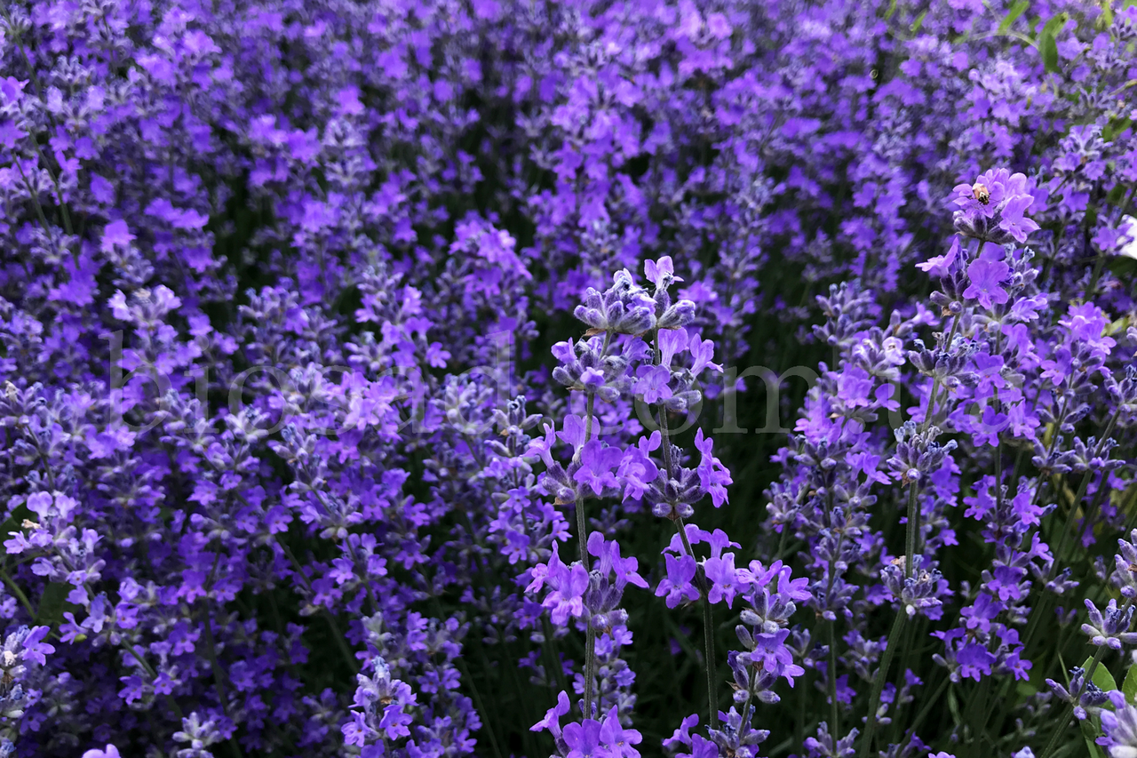 

Лаванда Английская Блу Сент (Blue Scent)