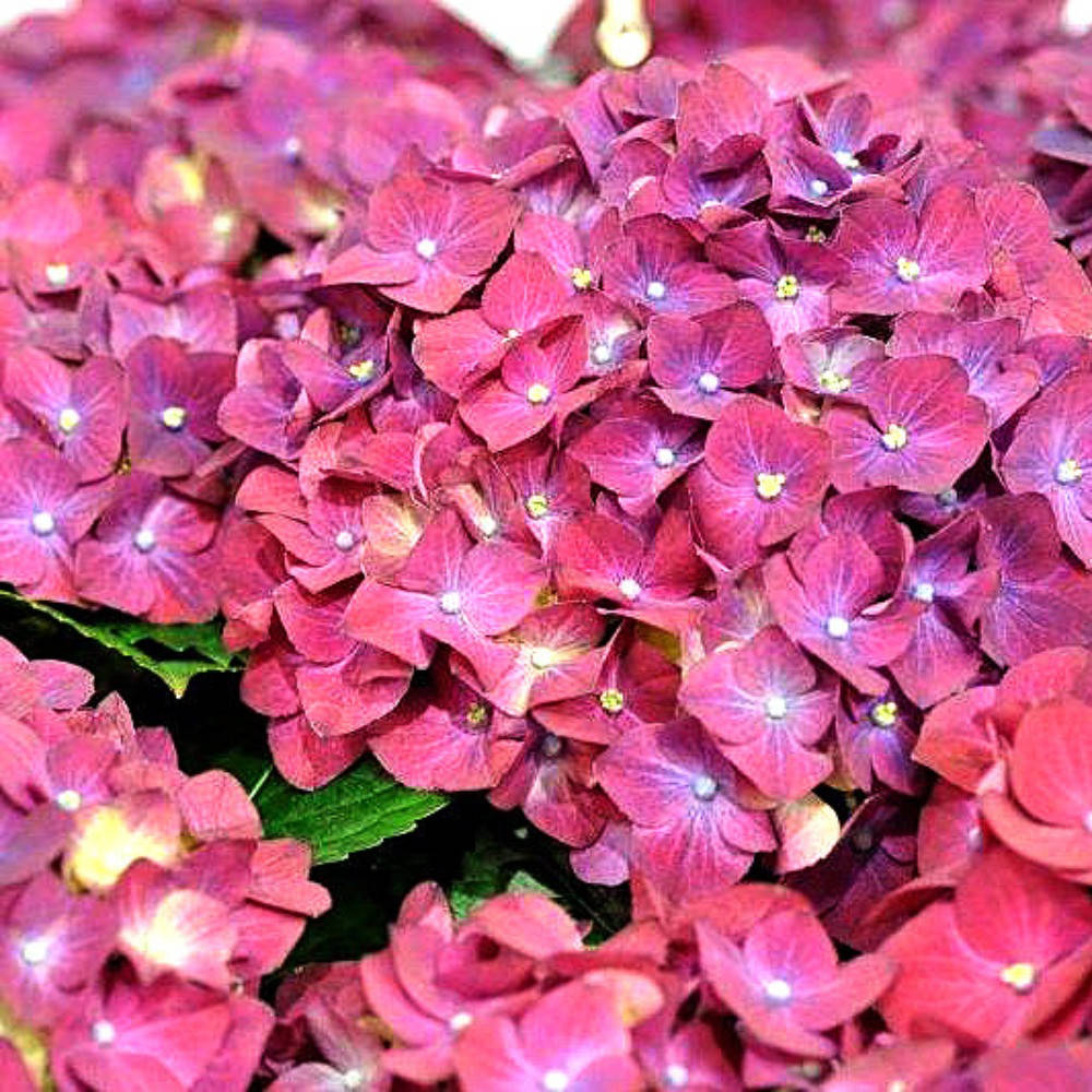 

Гортензия крупнолистная Speedy Red Lila (14)