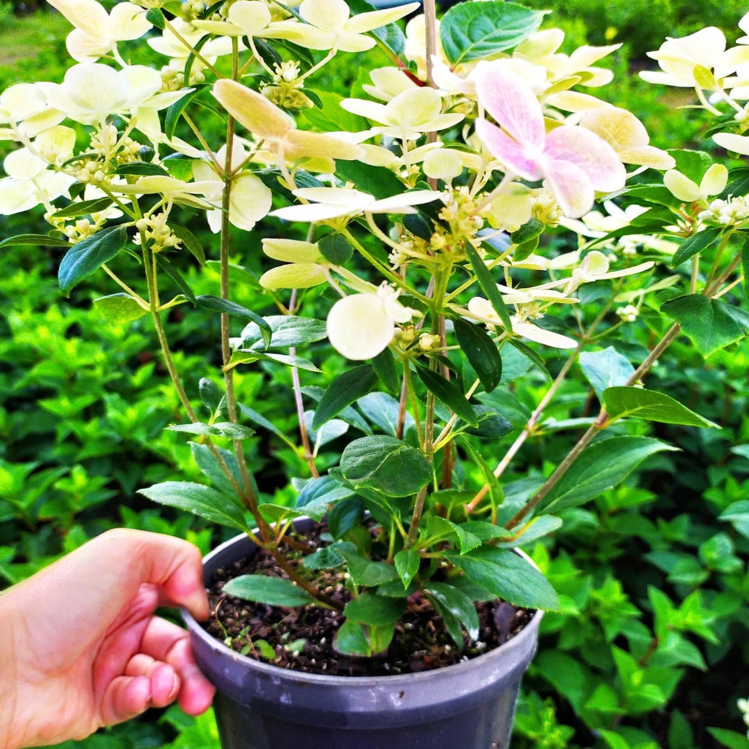 

Саженцы гортензии Полистар "Полярная звезда" "HYDRANGEA PANICULATA Polestar" в конт.3л
